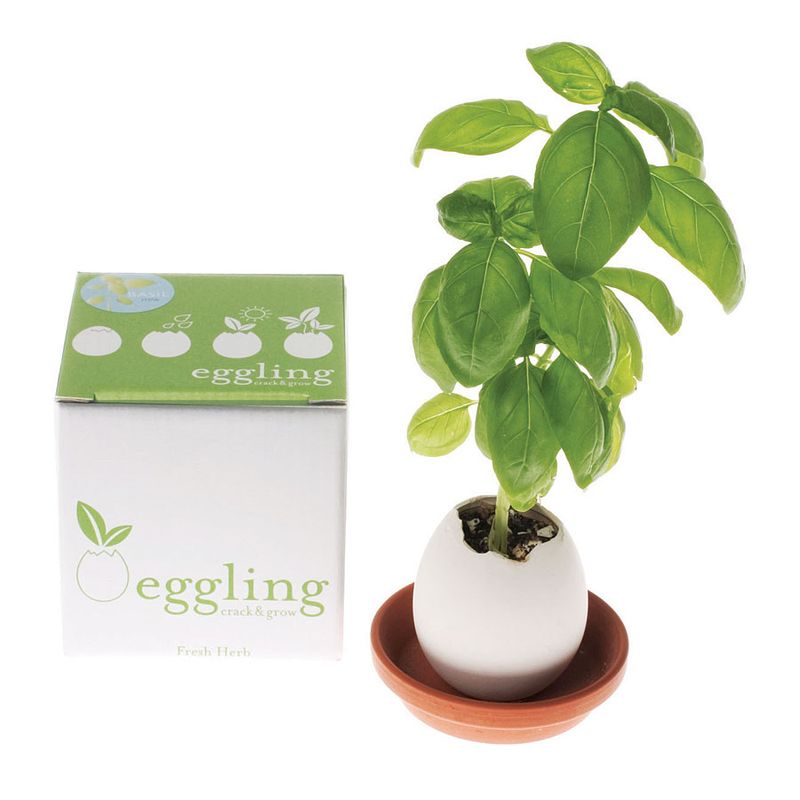 Eggling_basil_box