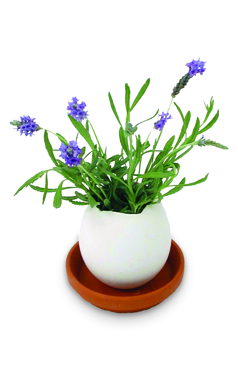 Pâques-Eggling_Plant_Lavender